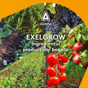 Exelgrow Imagine